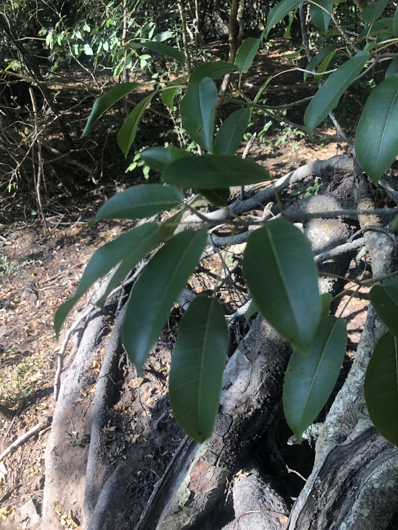 Ficus tremula subsp. tremula