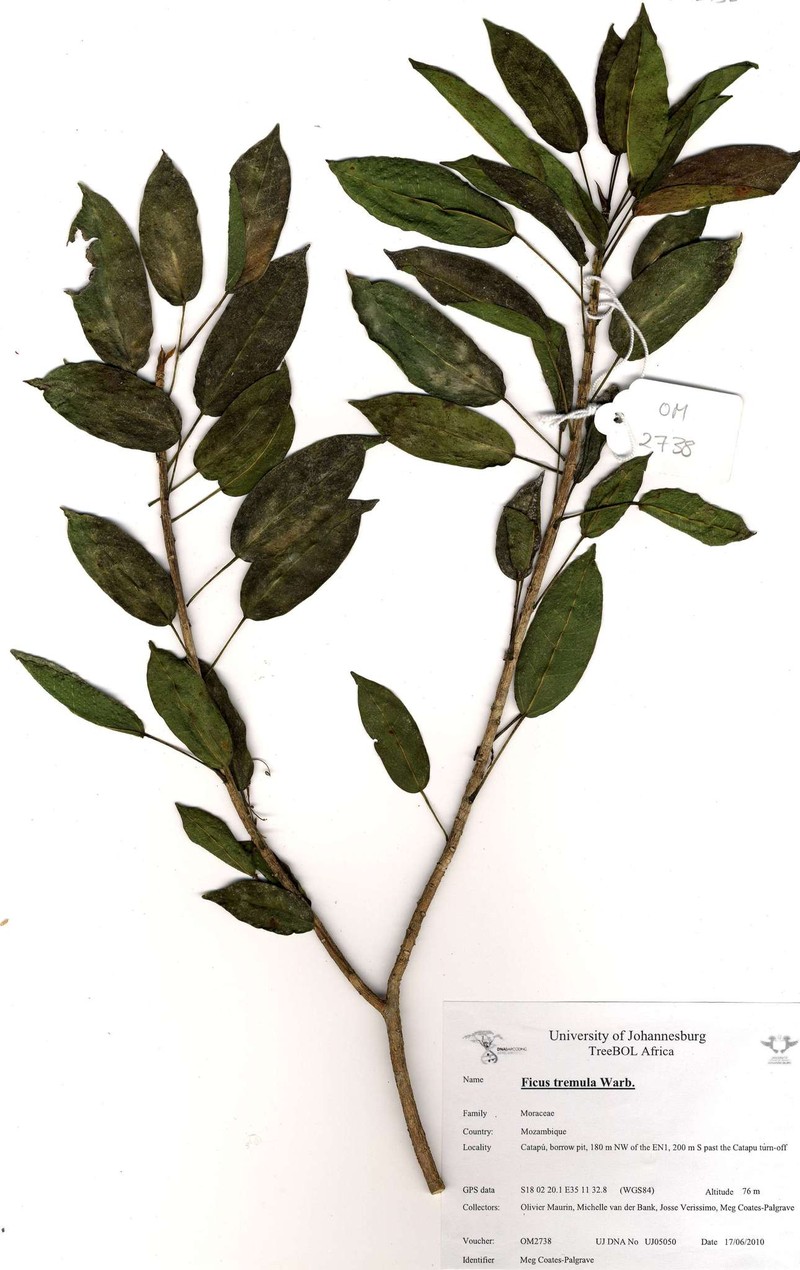 Ficus tremula subsp. tremula photo 2
