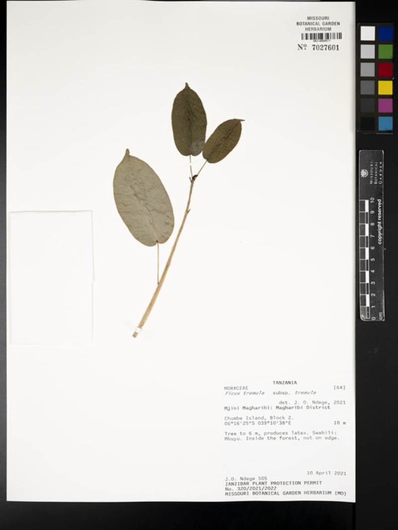 Ficus tremula subsp. tremula photo 3