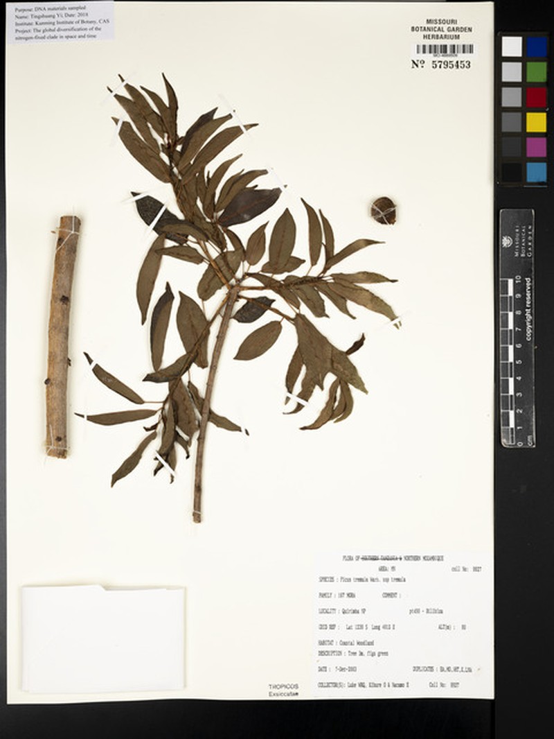 Ficus tremula subsp. tremula photo 4