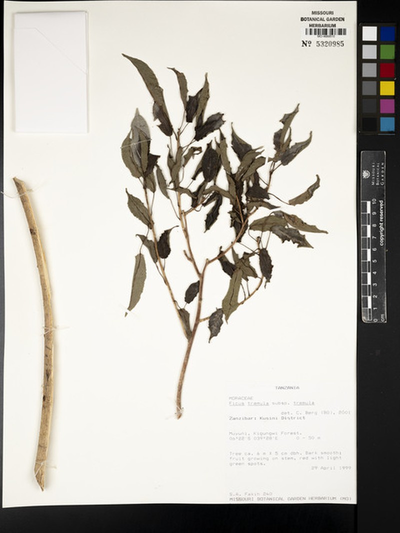 Ficus tremula subsp. tremula photo 5