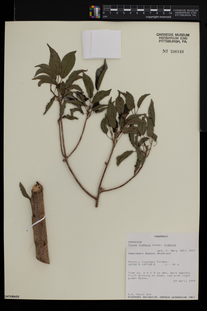 Ficus tremula subsp. tremula photo 6