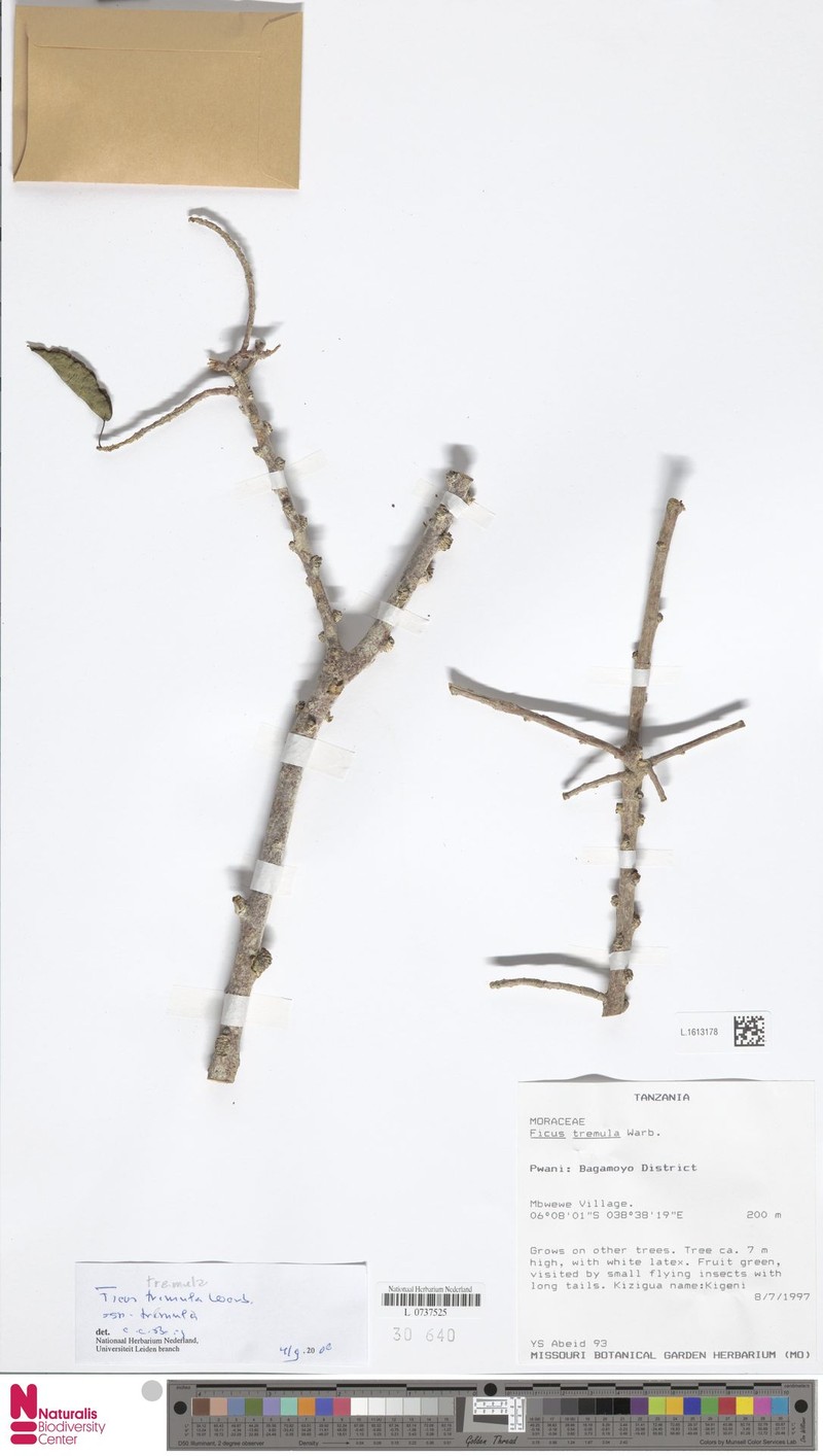 Ficus tremula subsp. tremula photo 7