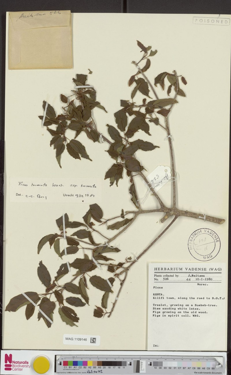 Ficus tremula subsp. tremula photo 8