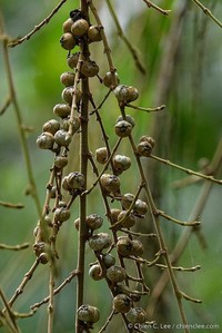 Ficus treubii