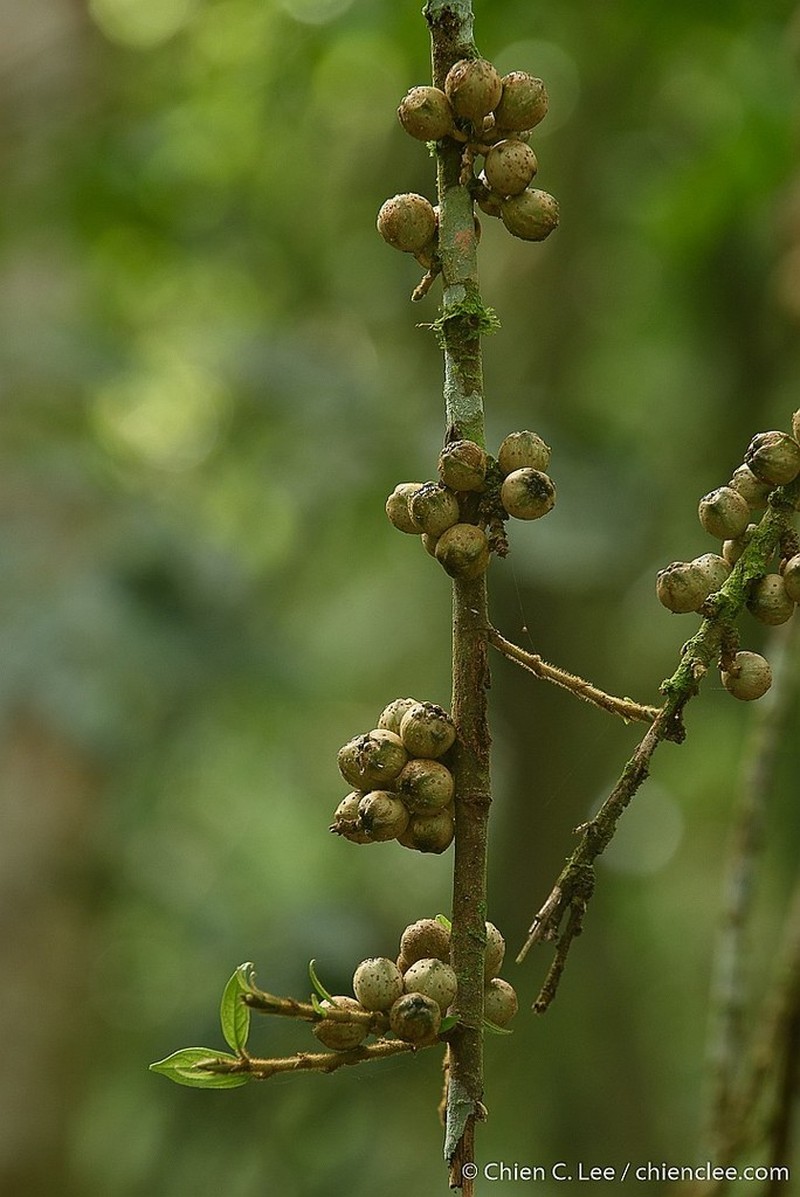 Ficus treubii photo 3