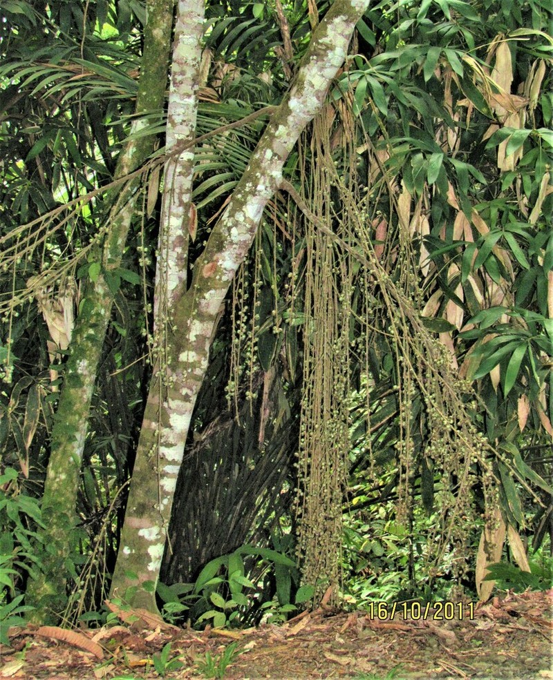 Ficus treubii photo 5