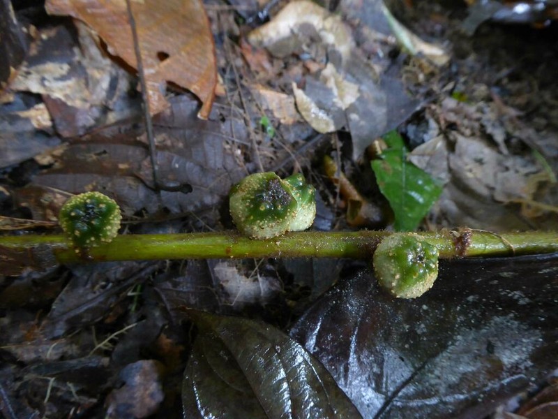 Ficus treubii photo 6