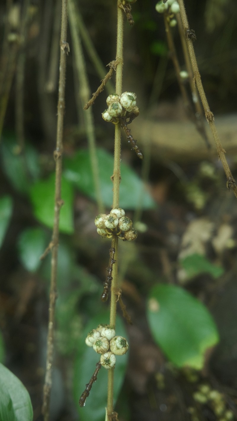Ficus treubii photo 8