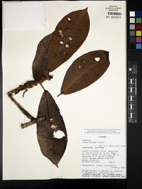 Ficus trianae