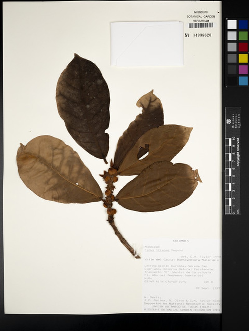 Ficus trianae photo 2
