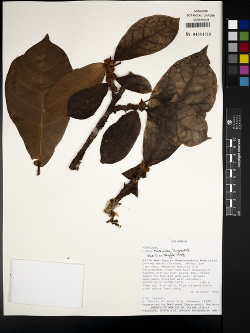 Ficus trianae photo 3
