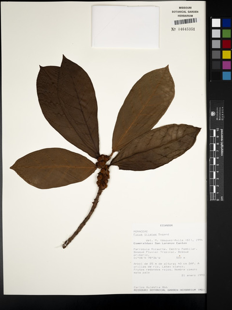 Ficus trianae photo 4