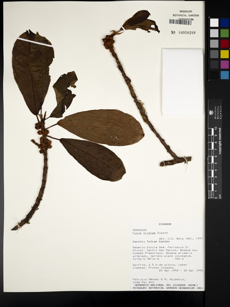 Ficus trianae photo 5