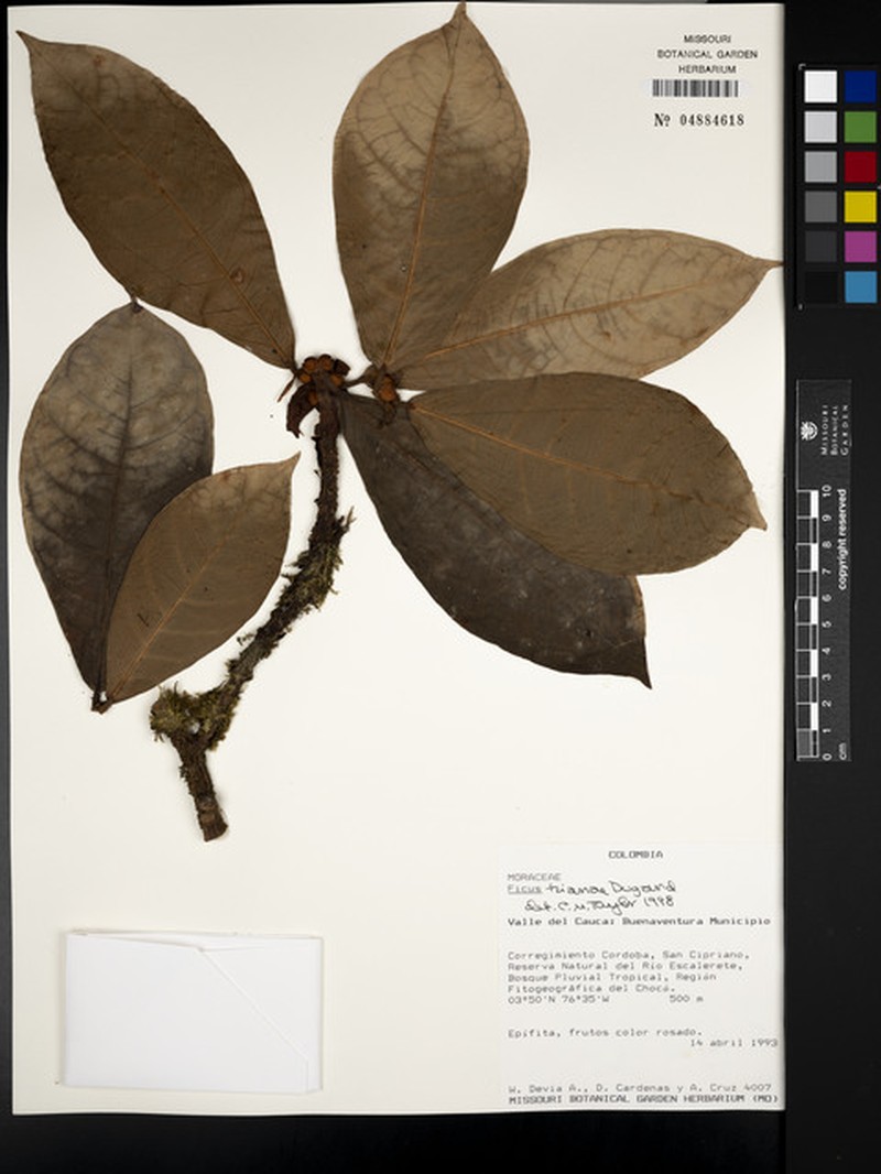 Ficus trianae photo 6