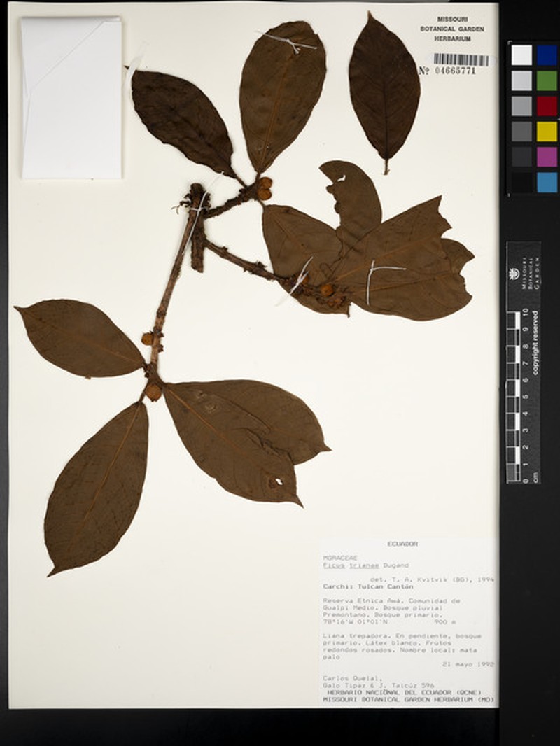 Ficus trianae photo 7