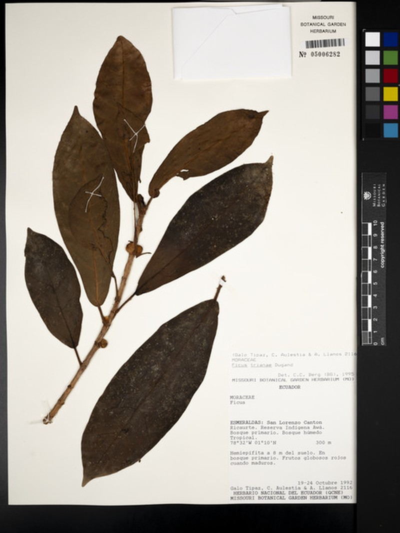 Ficus trianae photo 8