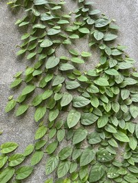 Ficus trichocarpa