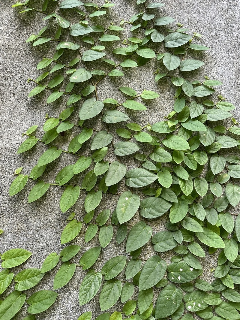 Ficus trichocarpa