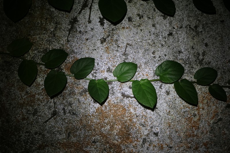 Ficus trichocarpa photo 3