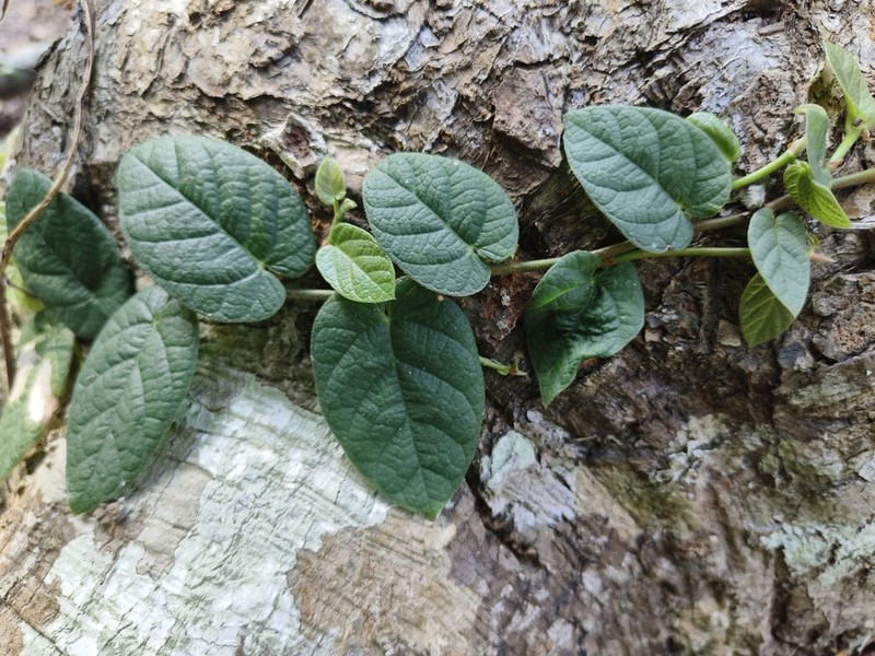 Ficus trichocarpa photo 4