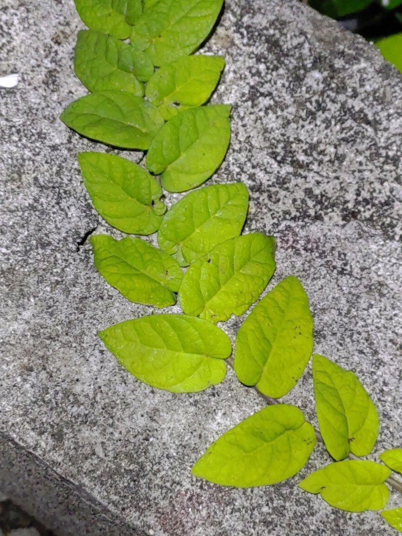Ficus trichocarpa photo 5