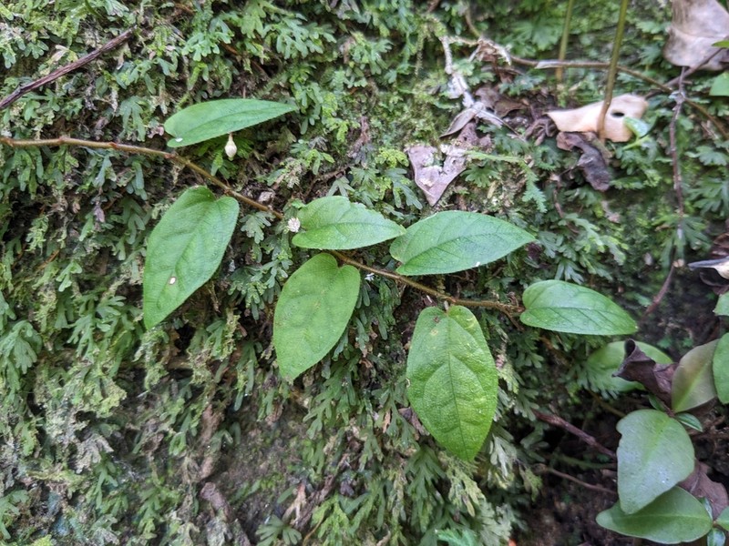 Ficus trichocarpa photo 6