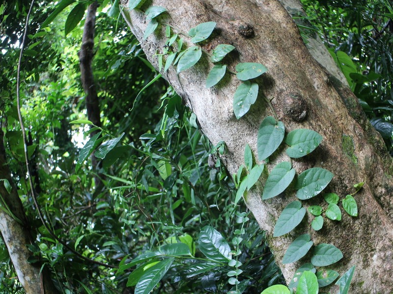 Ficus trichocarpa photo 7