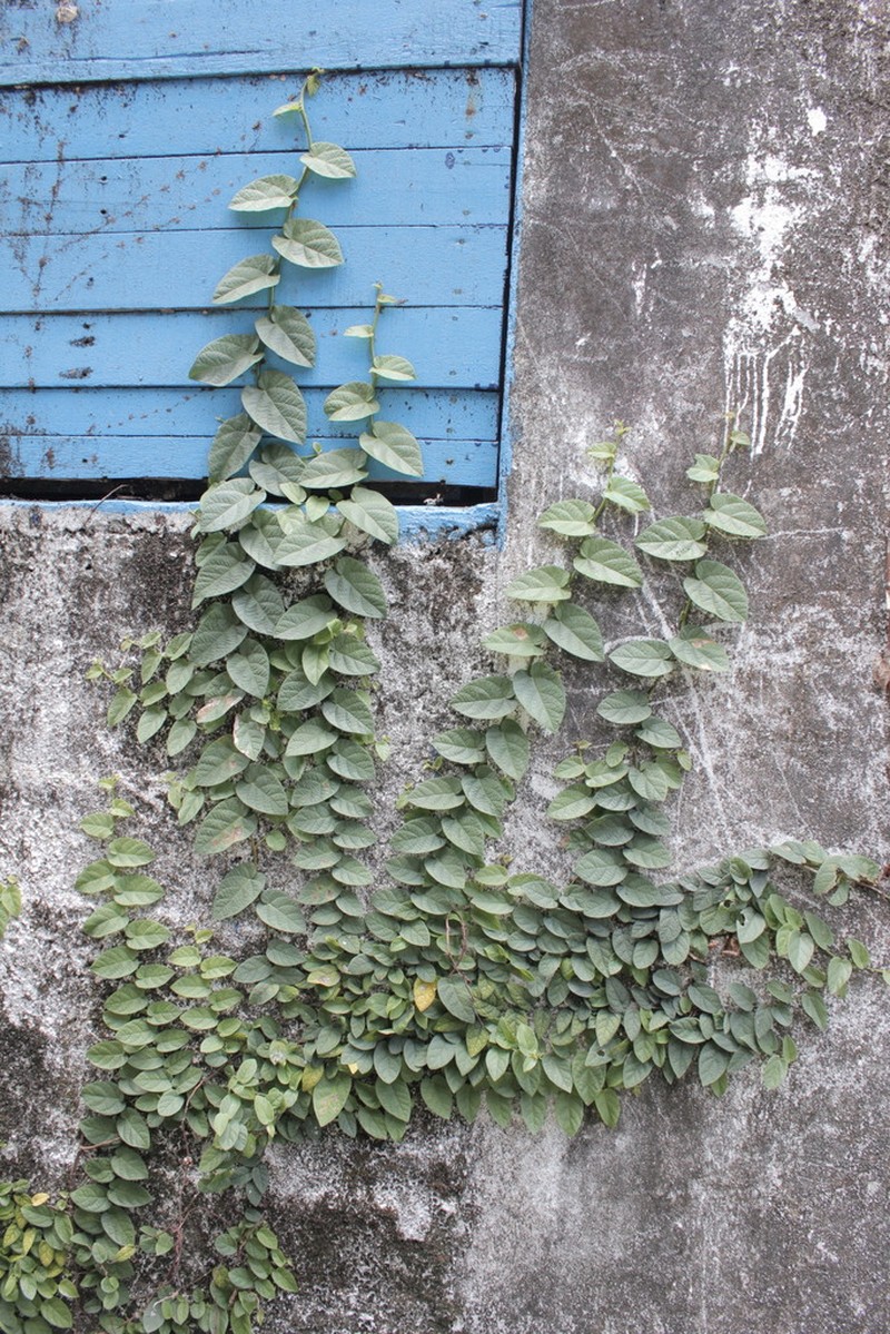Ficus trichocarpa photo 8