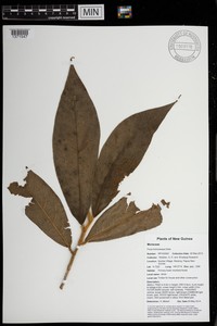 Ficus trichocerasa