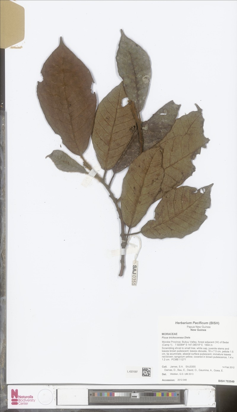 Ficus trichocerasa photo 2