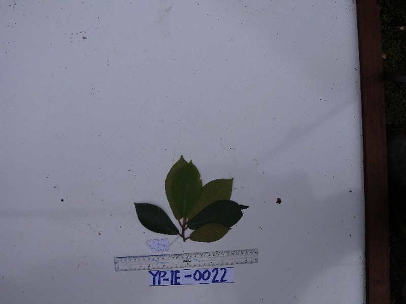 Ficus trichocerasa photo 3