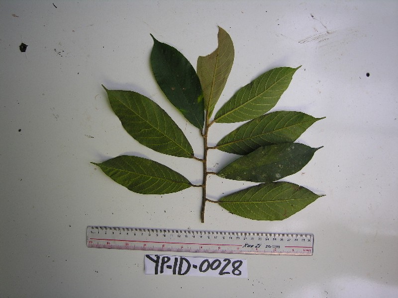 Ficus trichocerasa photo 4