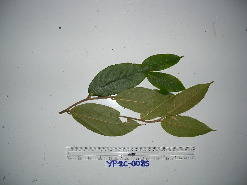 Ficus trichocerasa photo 5