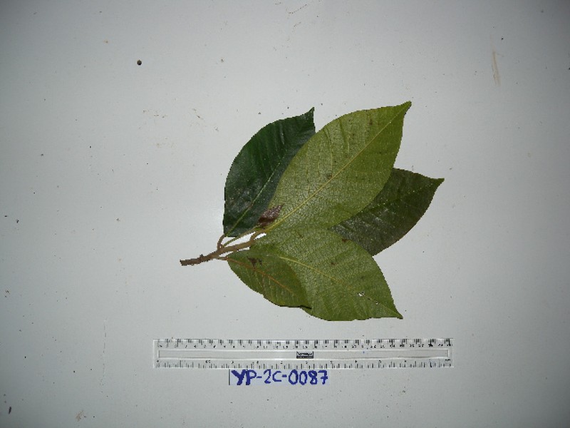 Ficus trichocerasa photo 6