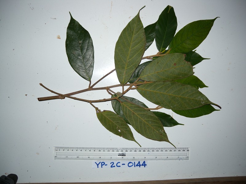 Ficus trichocerasa photo 7