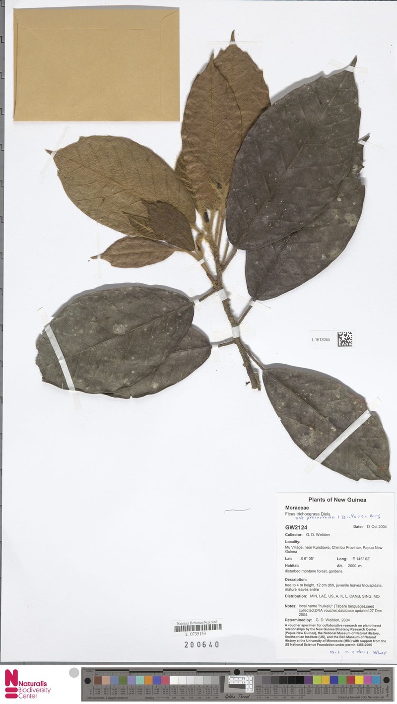 Ficus trichocerasa subsp. pleioclada