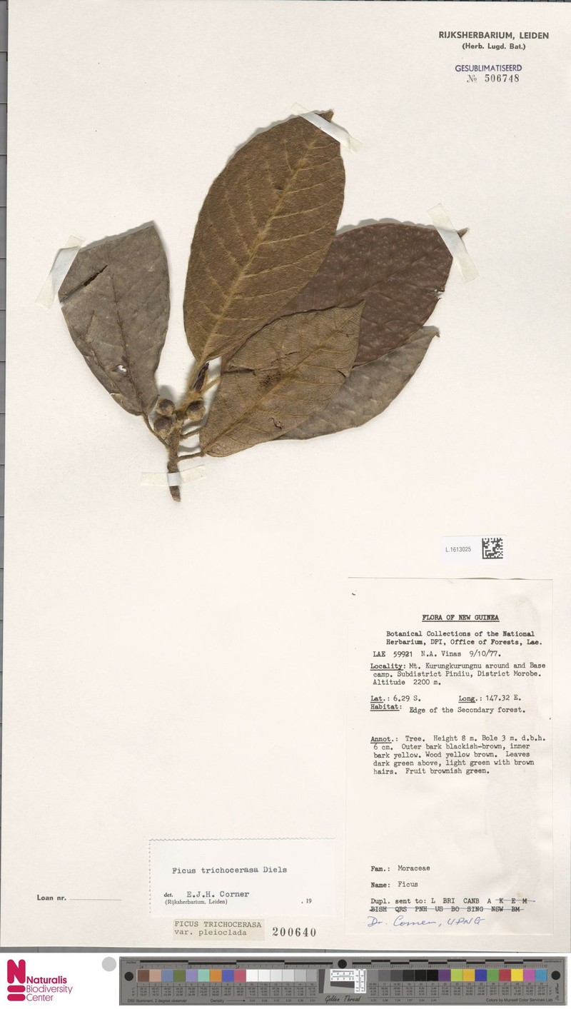 Ficus trichocerasa subsp. pleioclada photo 2