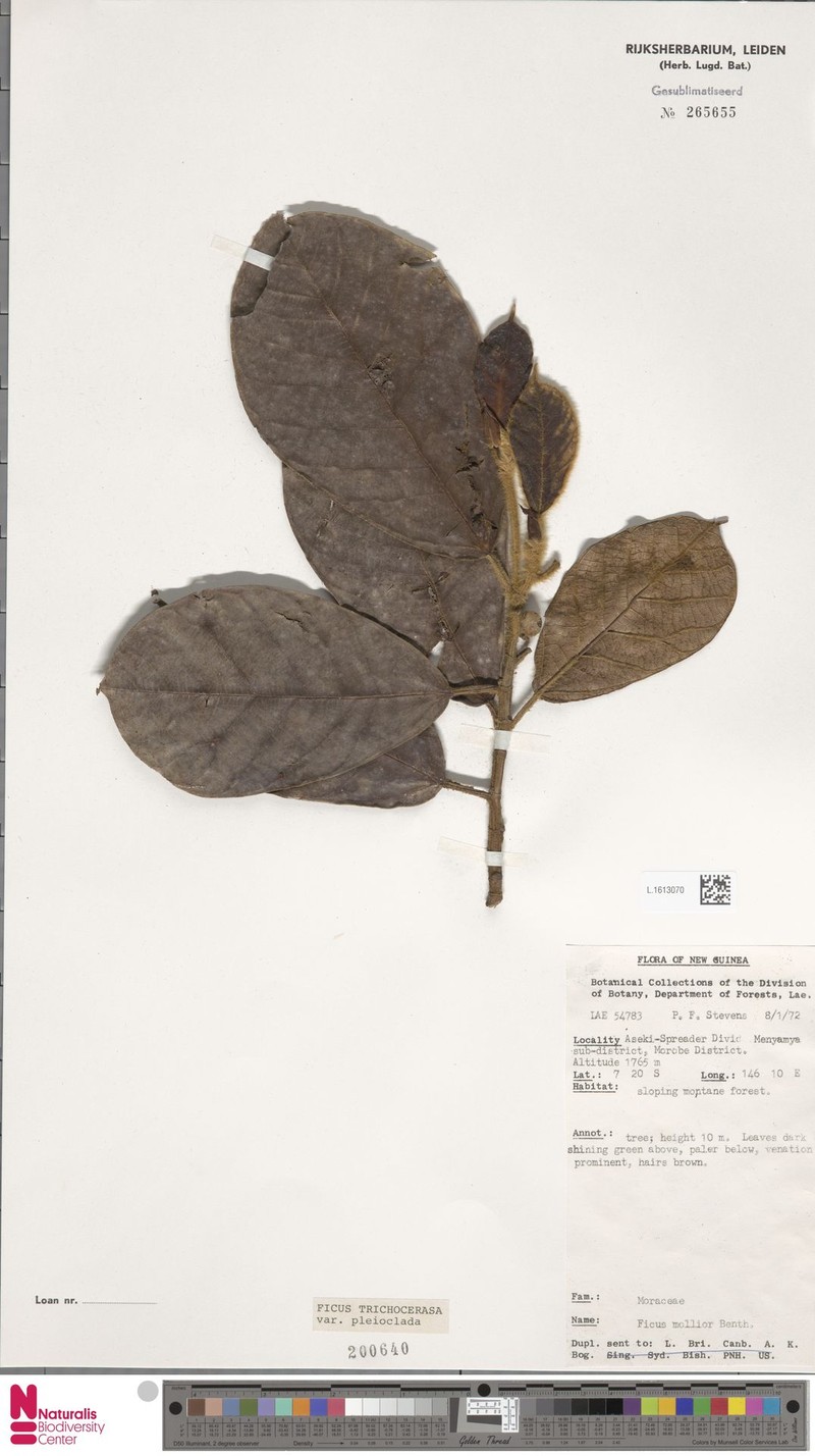 Ficus trichocerasa subsp. pleioclada photo 3