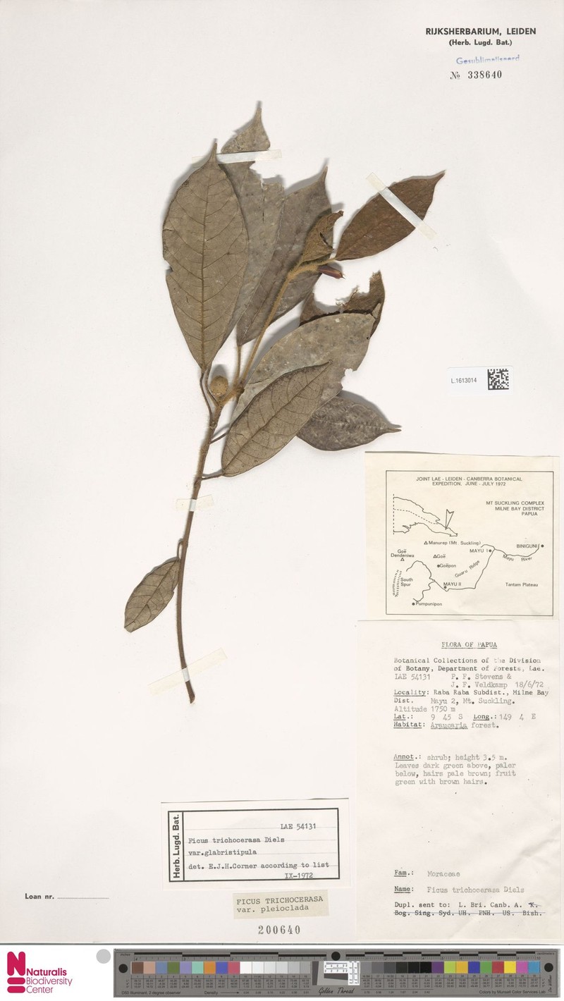 Ficus trichocerasa subsp. pleioclada photo 4