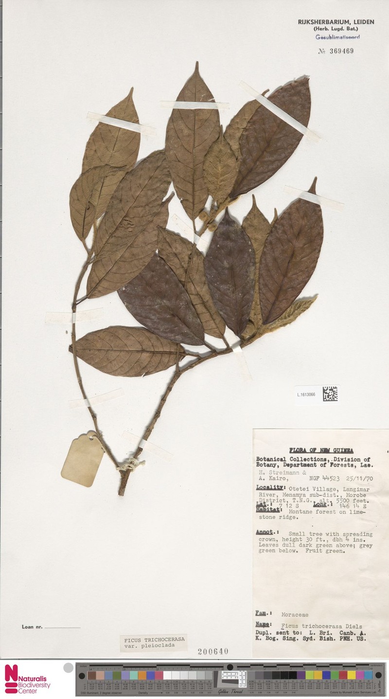 Ficus trichocerasa subsp. pleioclada photo 5