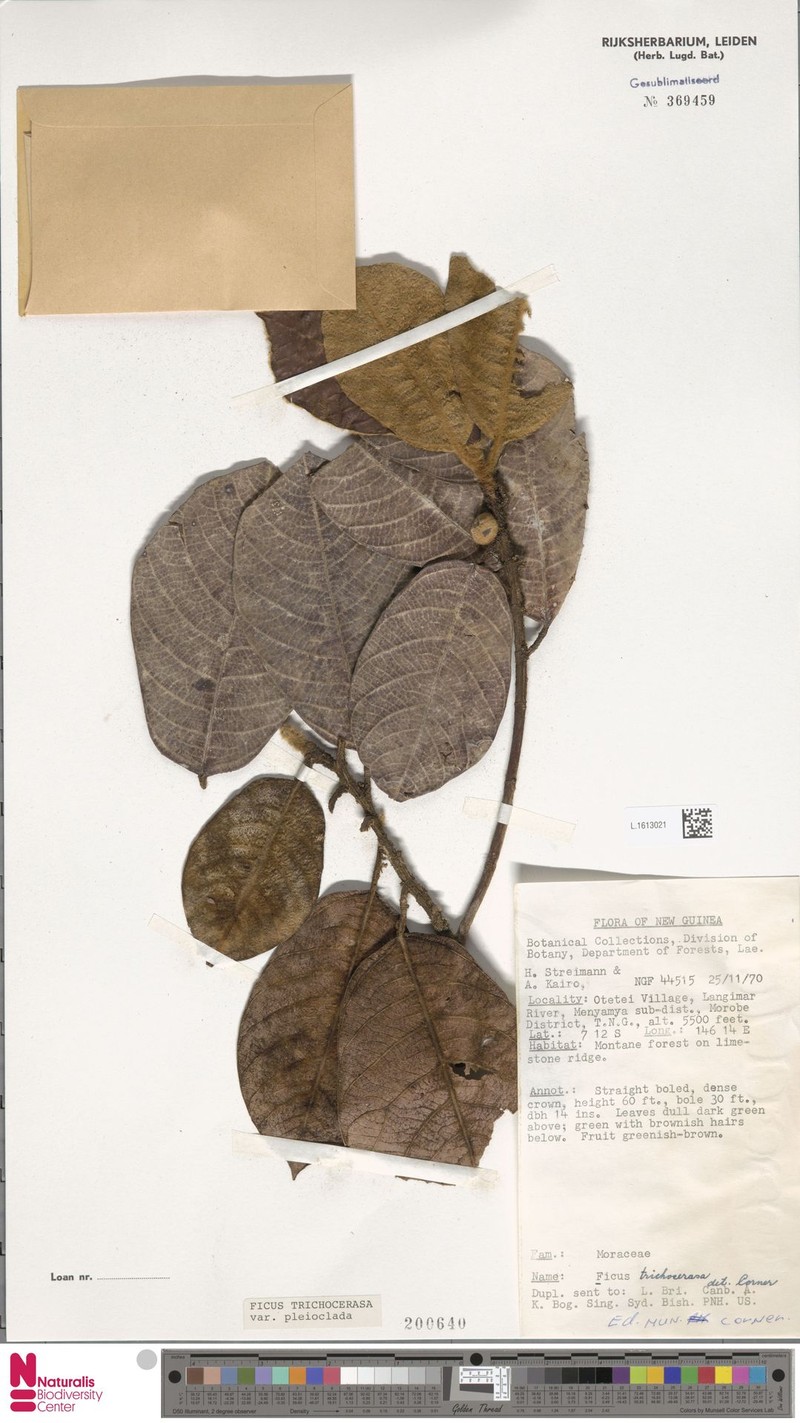Ficus trichocerasa subsp. pleioclada photo 6