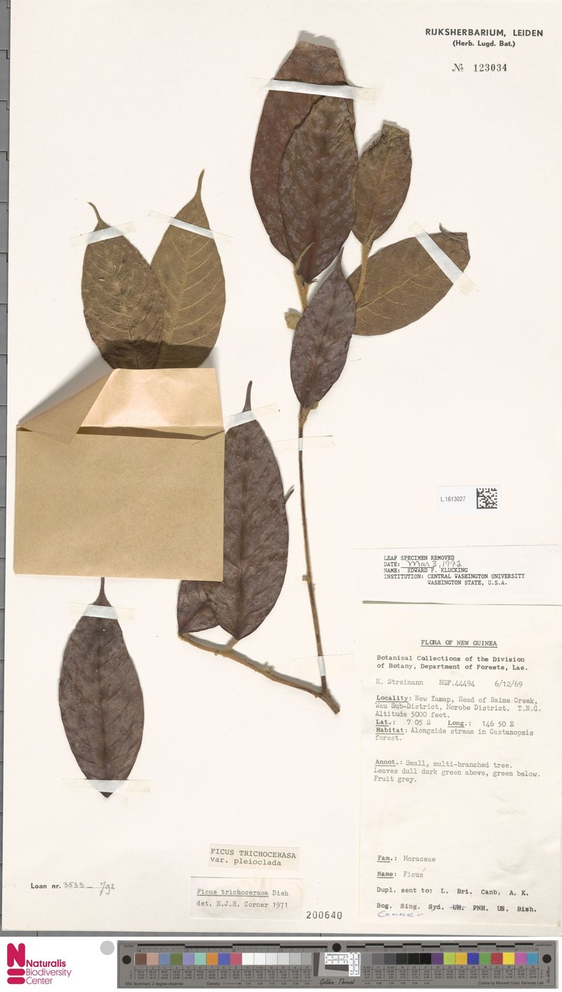 Ficus trichocerasa subsp. pleioclada photo 7