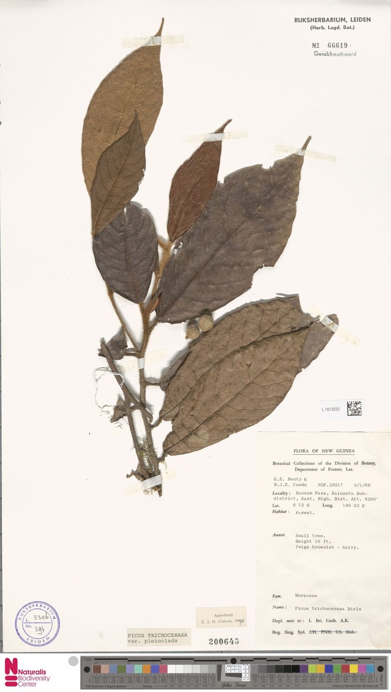 Ficus trichocerasa subsp. pleioclada photo 8