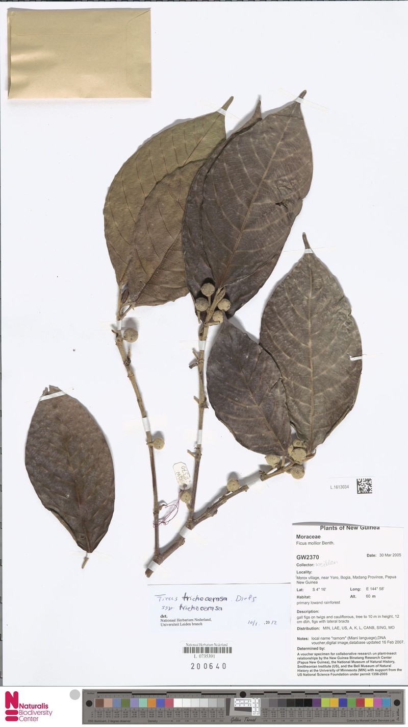 Ficus trichocerasa subsp. trichocerasa
