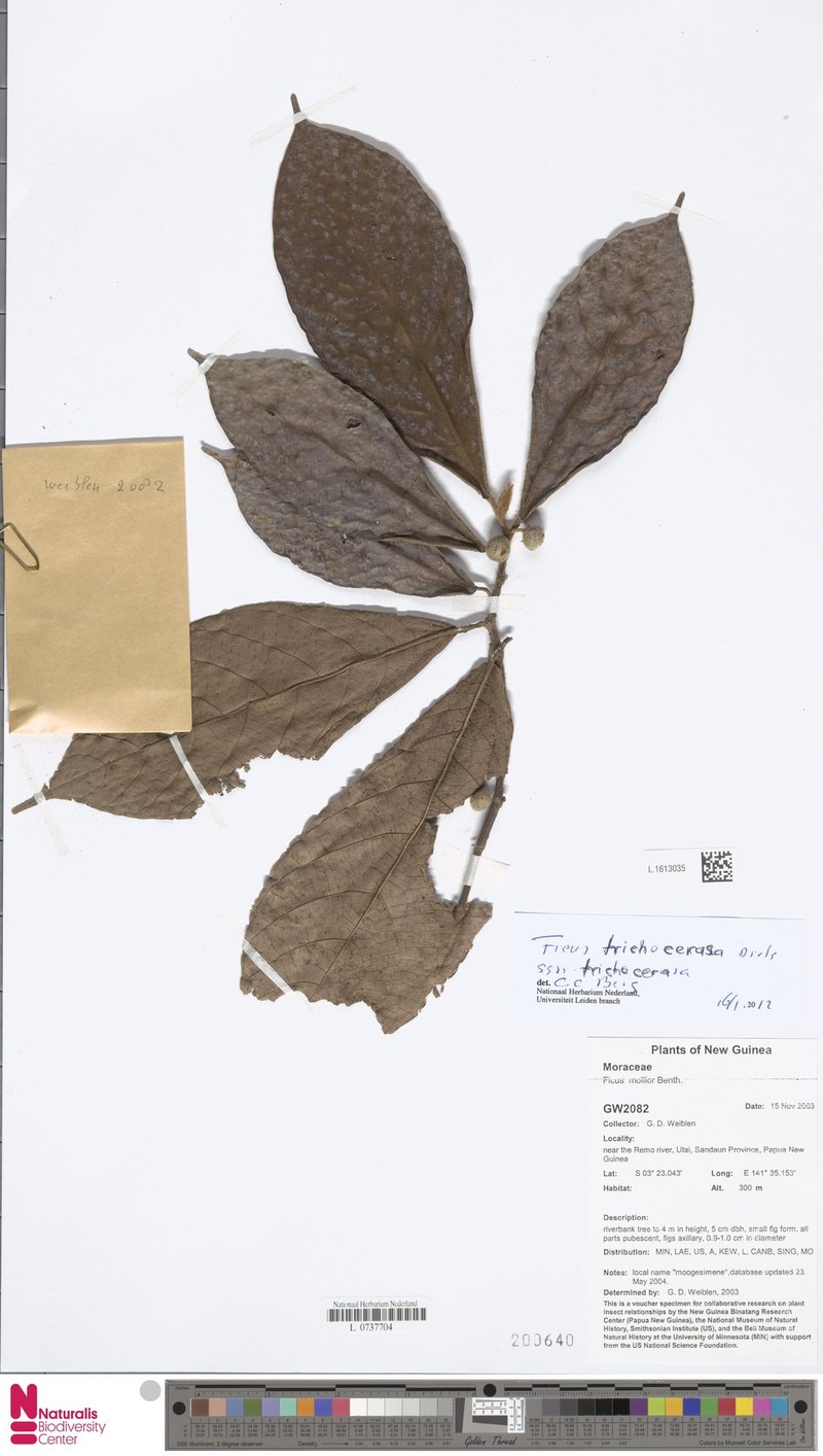 Ficus trichocerasa subsp. trichocerasa photo 2