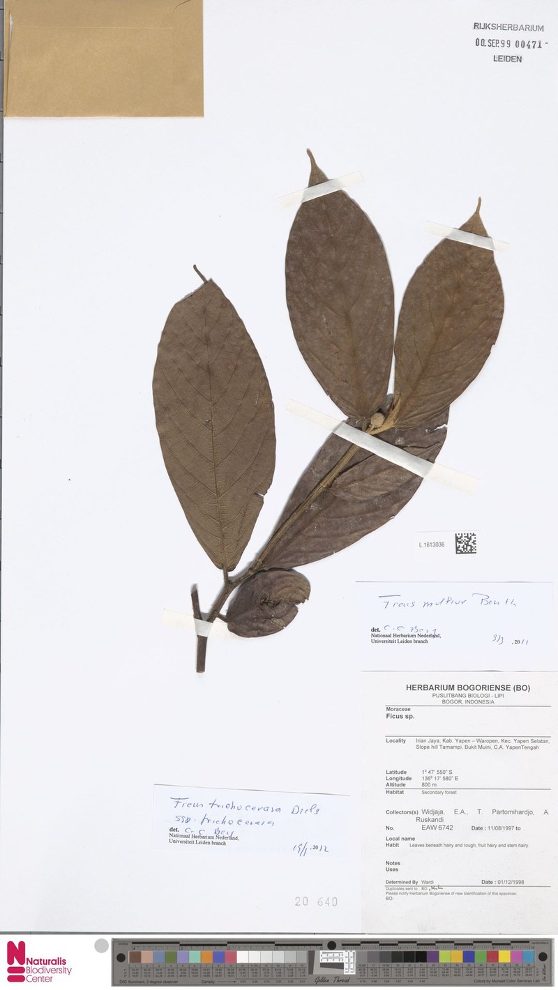 Ficus trichocerasa subsp. trichocerasa photo 3