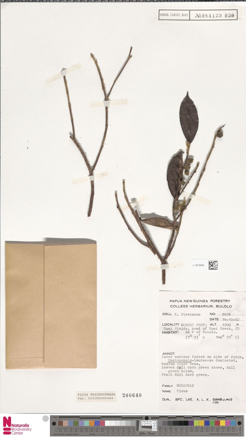 Ficus trichocerasa subsp. trichocerasa photo 4