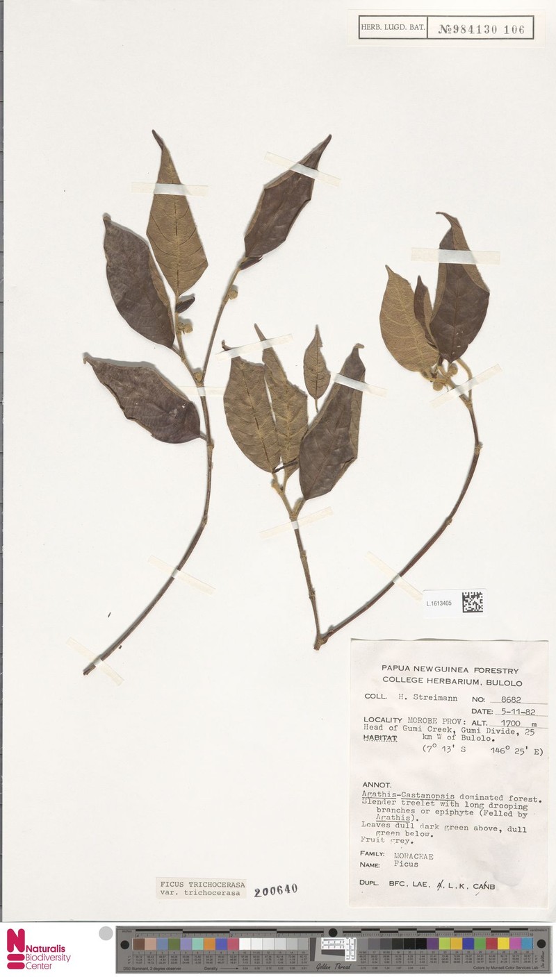 Ficus trichocerasa subsp. trichocerasa photo 5