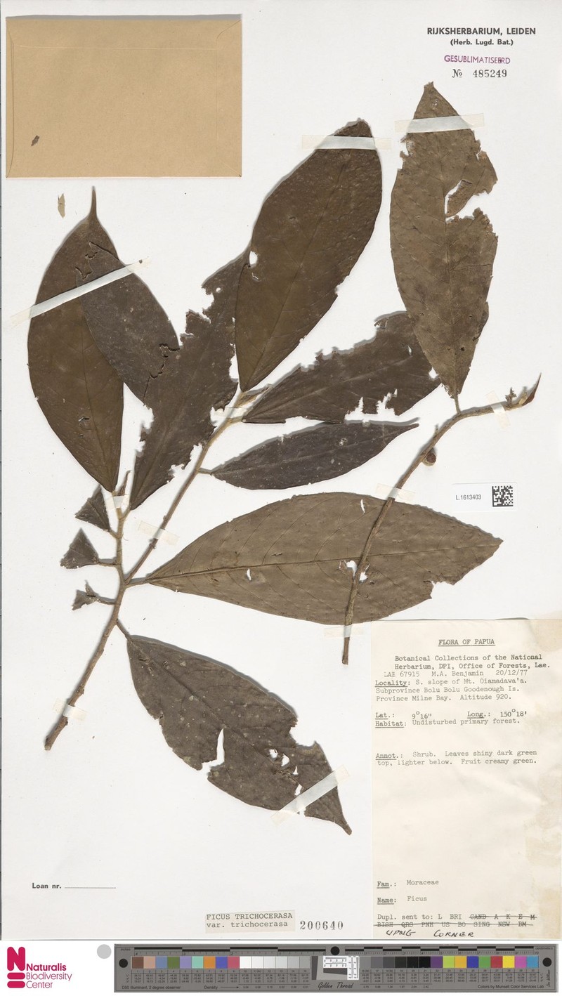 Ficus trichocerasa subsp. trichocerasa photo 6